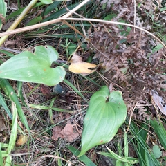 Maianthemum bifolium