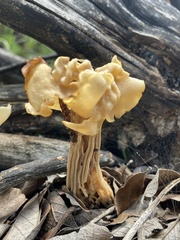 Helvella crispa