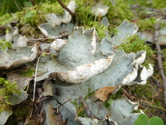 Peltigera aphthosa