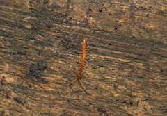 Chilopoda