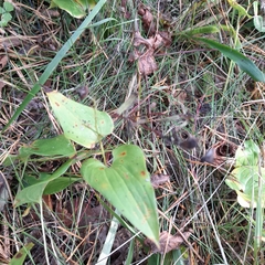 Maianthemum bifolium