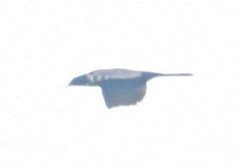 Molothrus oryzivorus