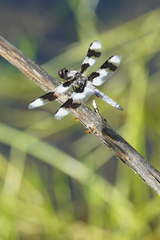 Libellula forensis