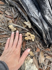Helvella crispa