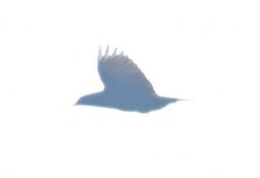 Molothrus oryzivorus