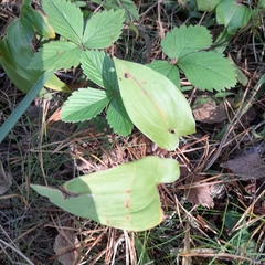 Maianthemum bifolium