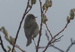 Phylloscopus fuscatus