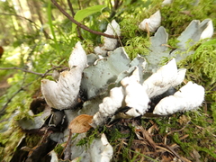 Peltigera aphthosa