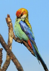 Platycercus eximius x adscitus