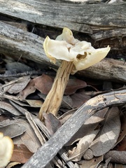 Helvella crispa