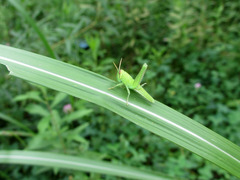 Patanga japonica