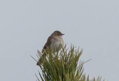 Phylloscopus fuscatus