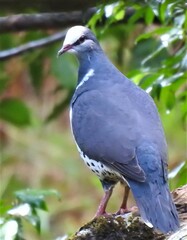 Leucosarcia melanoleuca