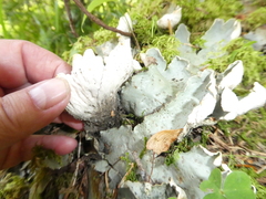 Peltigera aphthosa