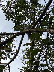 Sphecotheres vieilloti