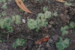 Riccia