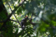 Dryobates nuttallii