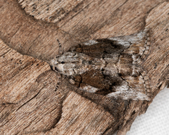 Etanna clopaea