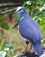 Leucosarcia melanoleuca