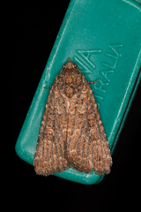 Hypoperigea tonsa
