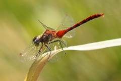 Sympetrum obtrusum