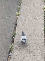 Columba livia domestica