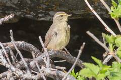 Phylloscopus griseolus