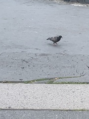 Columba livia domestica