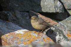 Phylloscopus griseolus