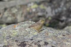 Phylloscopus griseolus