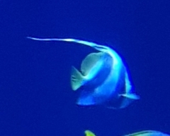 Heniochus