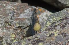 Phylloscopus griseolus