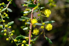 Acacia acinacea