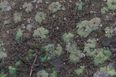 Riccia