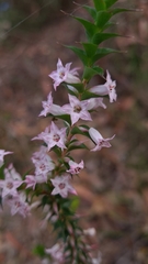 Epacris purpurascens