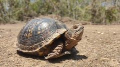 Terrapene carolina mexicana