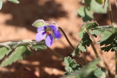 Erodium carolinianum