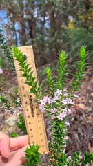 Epacris purpurascens