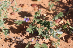 Erodium carolinianum