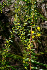 Acacia acinacea