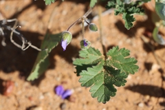 Erodium carolinianum