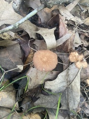 Marasmius siccus