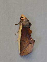 Gonodonta