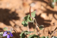 Erodium carolinianum