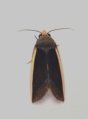 Gonodonta