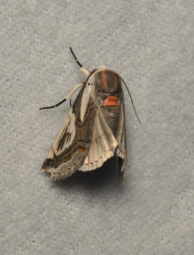 Metaplusia argyra