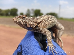 Sceloporus spinosus