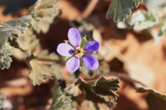 Erodium carolinianum