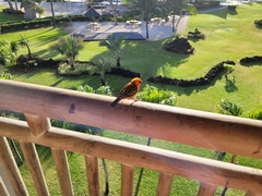 Foudia madagascariensis