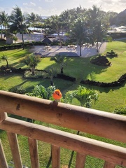 Foudia madagascariensis